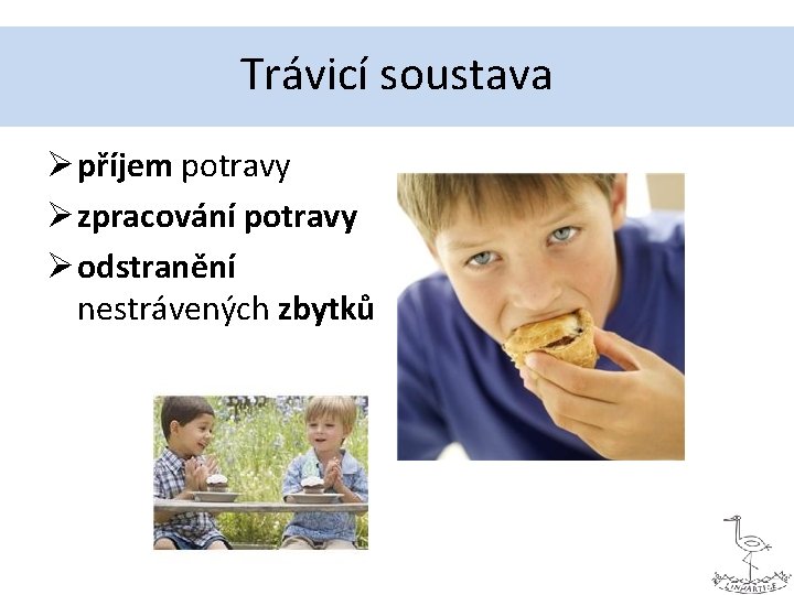 Trávicí soustava Ø příjem potravy Ø zpracování potravy Ø odstranění nestrávených zbytků 