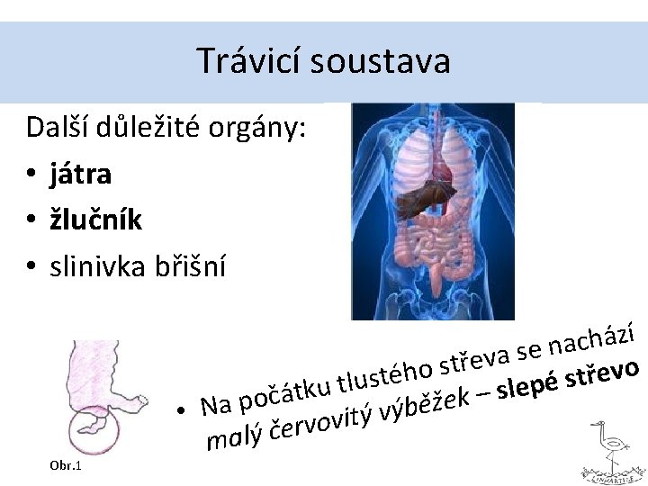 Trávicí soustava Další důležité orgány: • játra • žlučník • slinivka břišní Obr. 1