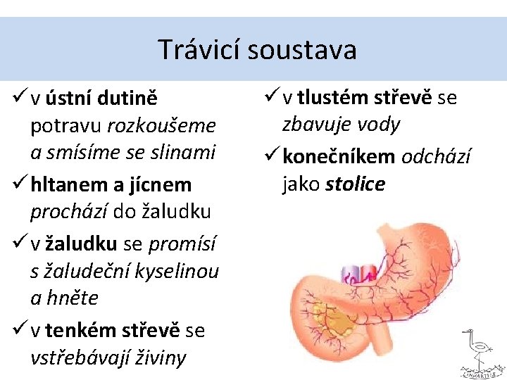 Trávicí soustava ü v ústní dutině potravu rozkoušeme a smísíme se slinami ü hltanem