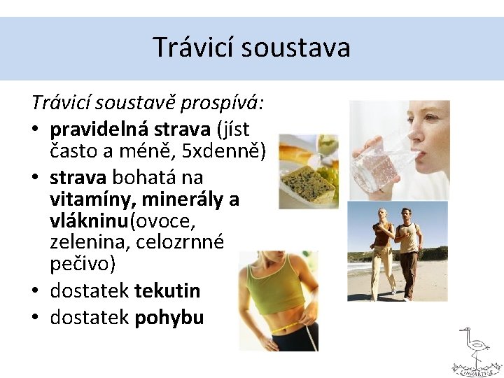 Trávicí soustava Trávicí soustavě prospívá: • pravidelná strava (jíst často a méně, 5 xdenně)