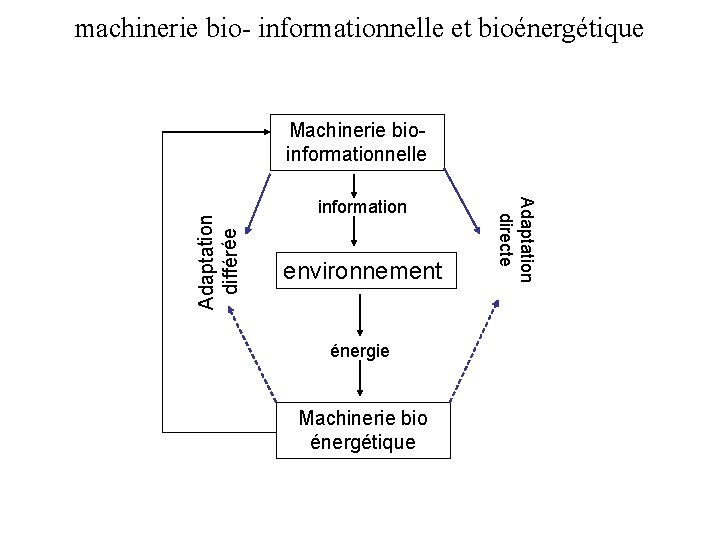 machinerie bio- informationnelle et bioénergétique information environnement énergie Machinerie bio énergétique Adaptation directe Adaptation