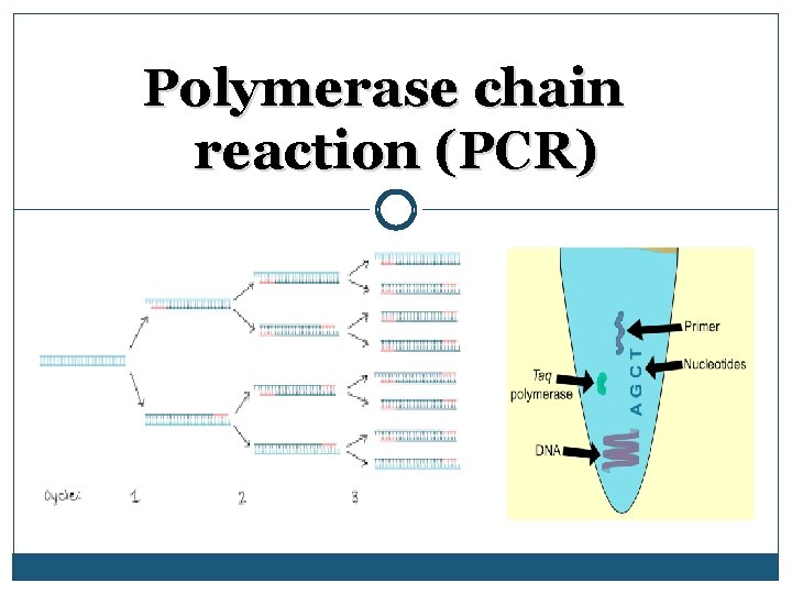 Polymerase chain reaction (PCR) 