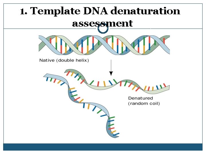 1. Template DNA denaturation assessment 