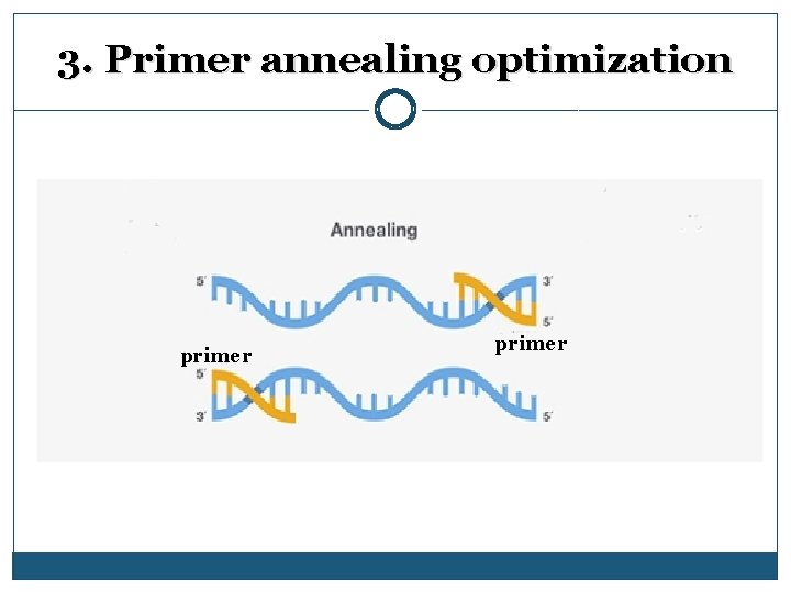 3. Primer annealing optimization primer 