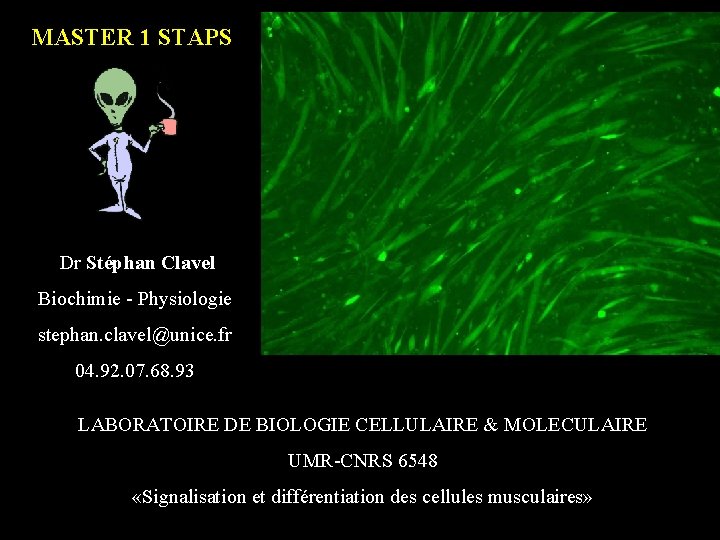 MASTER 1 STAPS Dr Stéphan Clavel Biochimie - Physiologie stephan. clavel@unice. fr 04. 92.