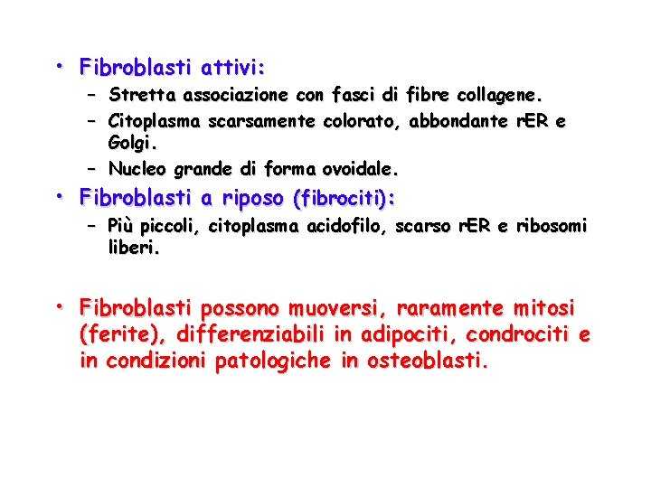  • Fibroblasti attivi: – Stretta associazione con fasci di fibre collagene. – Citoplasma