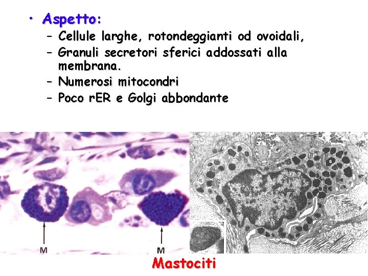  • Aspetto: – Cellule larghe, rotondeggianti od ovoidali, – Granuli secretori sferici addossati