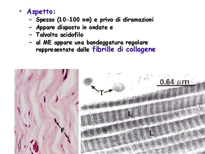  • Aspetto: – – Spesso (10 -100 nm) e privo di diramazioni Appare