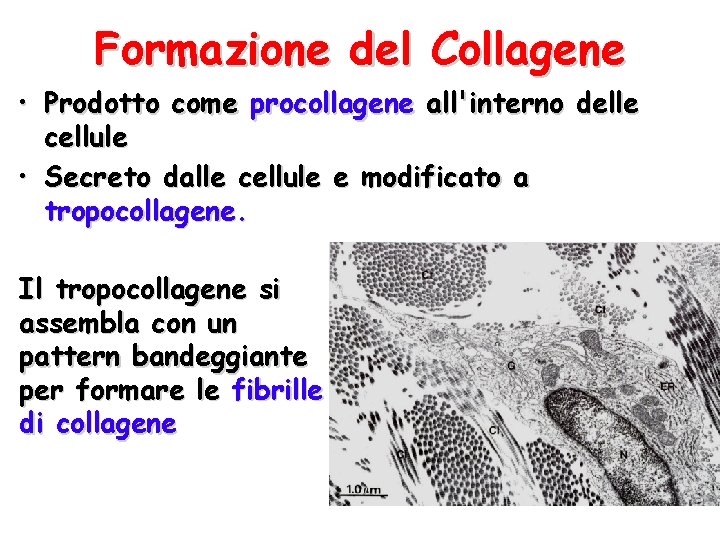 Formazione del Collagene • Prodotto come procollagene all'interno delle cellule • Secreto dalle cellule