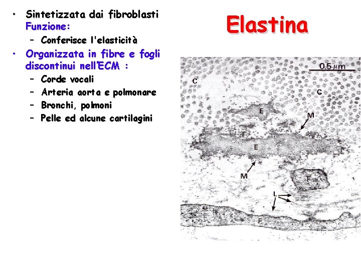  • Sintetizzata dai fibroblasti Funzione: – Conferisce l'elasticità • Organizzata in fibre e