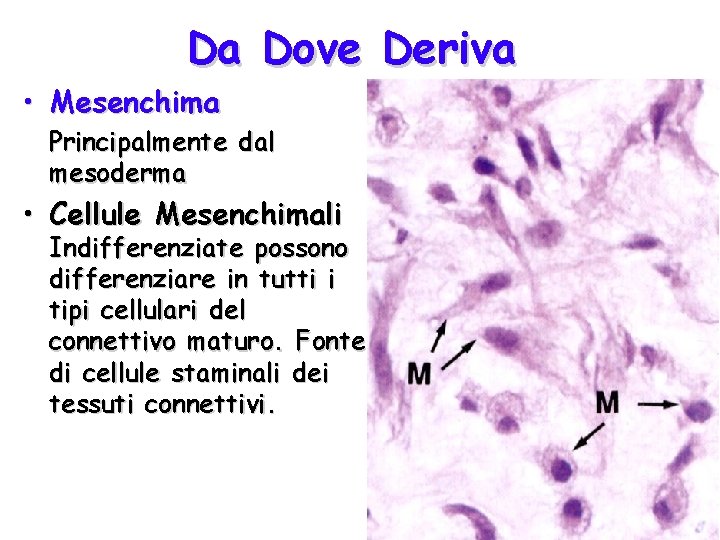 Da Dove Deriva • Mesenchima Principalmente dal mesoderma • Cellule Mesenchimali Indifferenziate possono differenziare