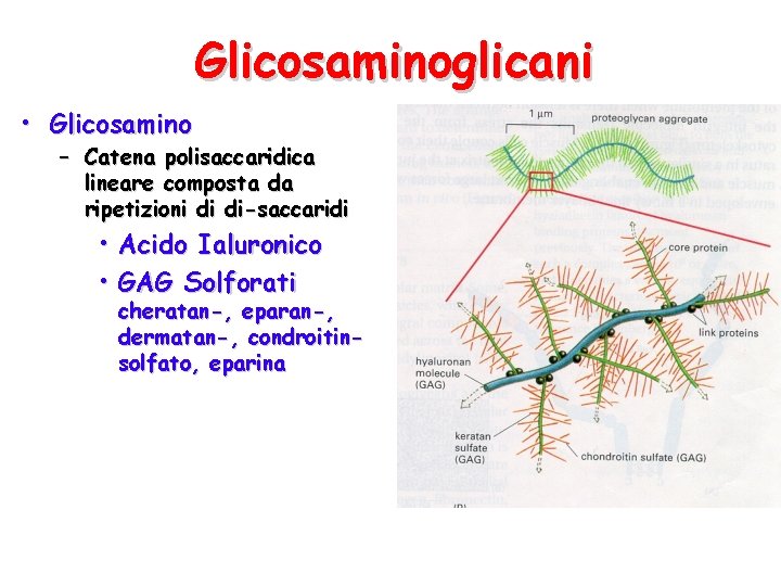 Glicosaminoglicani • Glicosamino – Catena polisaccaridica lineare composta da ripetizioni di di-saccaridi • Acido