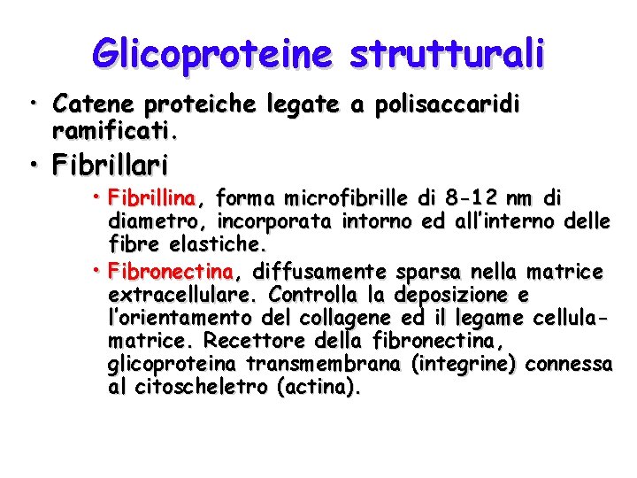 Glicoproteine strutturali • Catene proteiche legate a polisaccaridi ramificati. • Fibrillari • Fibrillina, forma