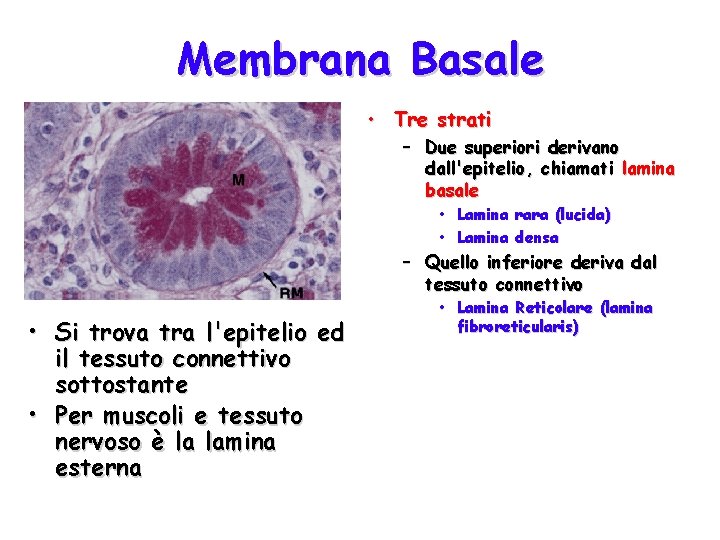 Membrana Basale • Tre strati – Due superiori derivano dall'epitelio, chiamati lamina basale •