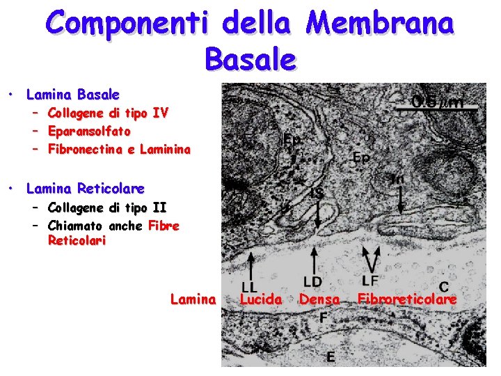 Componenti della Membrana Basale • Lamina Basale – Collagene di tipo IV – Eparansolfato