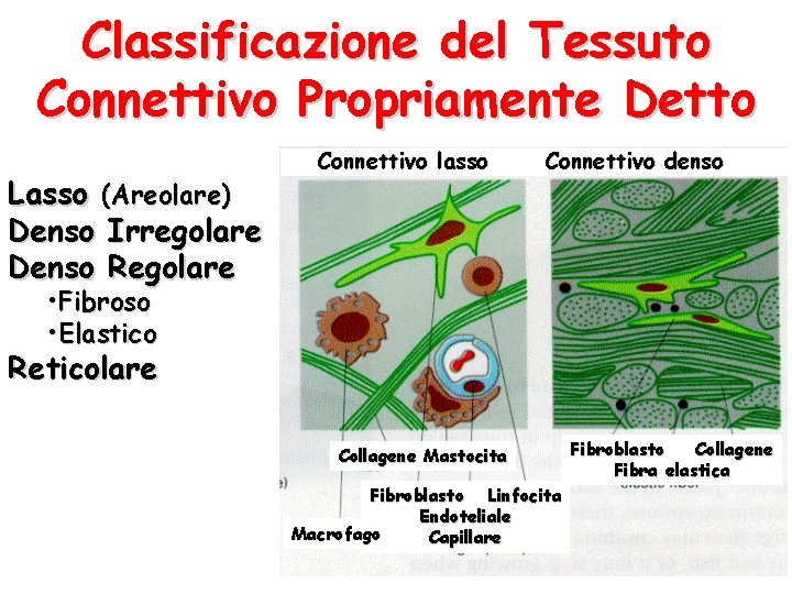 Classificazione del Tessuto Connettivo Propriamente Detto Lasso (Areolare) Denso Irregolare Denso Regolare Connettivo lasso