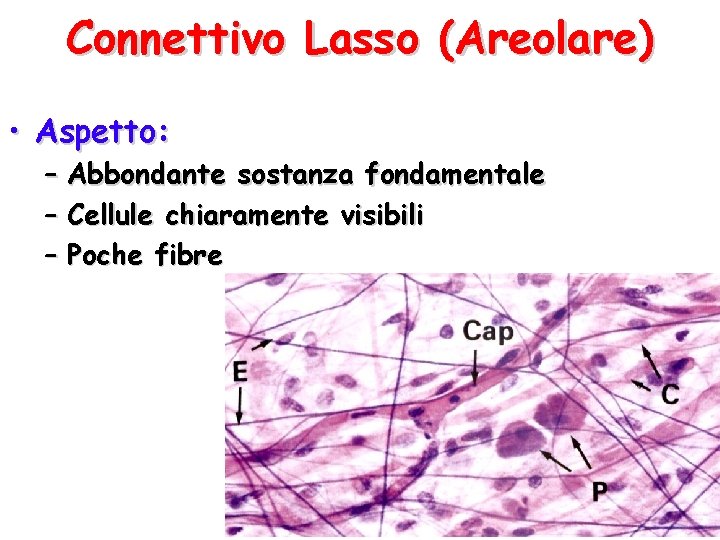 Connettivo Lasso (Areolare) • Aspetto: – Abbondante sostanza fondamentale – Cellule chiaramente visibili –