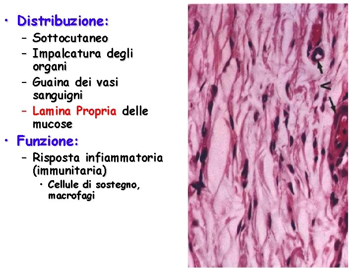  • Distribuzione: – – Sottocutaneo Impalcatura degli organi – Guaina dei vasi sanguigni