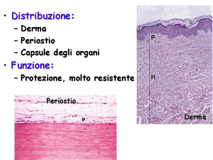  • Distribuzione: – Derma – Periostio – Capsule degli organi • Funzione: –