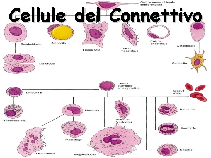 Cellule del Connettivo 