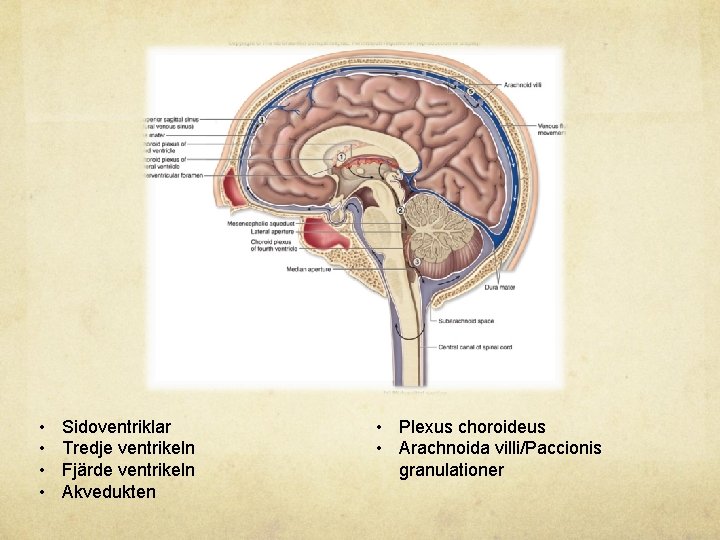  • • Sidoventriklar Tredje ventrikeln Fjärde ventrikeln Akvedukten • Plexus choroideus • Arachnoida