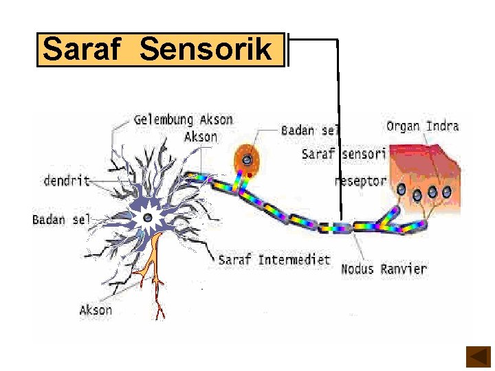 Saraf Sensorik 