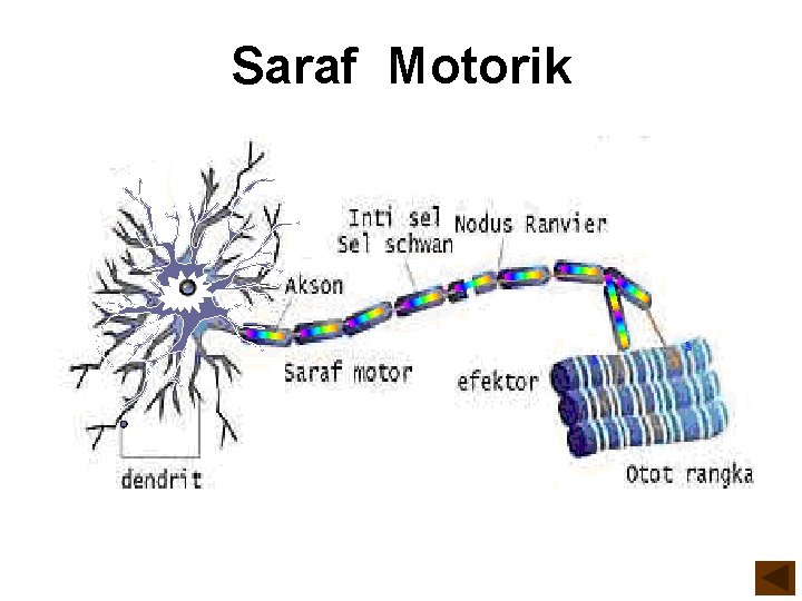 Saraf Motorik 