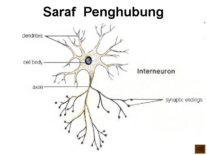 Saraf Penghubung 