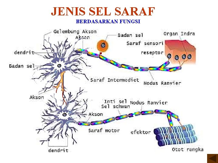 JENIS SEL SARAF BERDASARKAN FUNGSI 