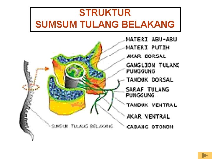 STRUKTUR SUMSUM TULANG BELAKANG 