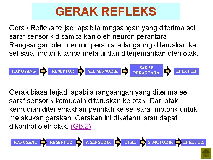 GERAK REFLEKS Gerak Refleks terjadi apabila rangsangan yang diterima sel saraf sensorik disampaikan oleh