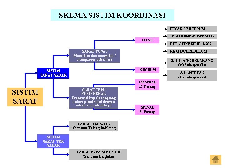 SKEMA SISTIM KOORDINASI BESAR/CEREBRUM OTAK SARAF PUSAT Menerima dan mengolah / memproses informasi SARAF