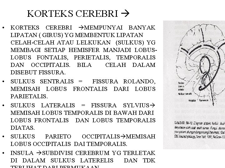 KORTEKS CEREBRI • KORTEKS CEREBRI MEMPUNYAI BANYAK LIPATAN ( GIRUS) YG MEMBENTUK LIPATAN CELAH-CELAH