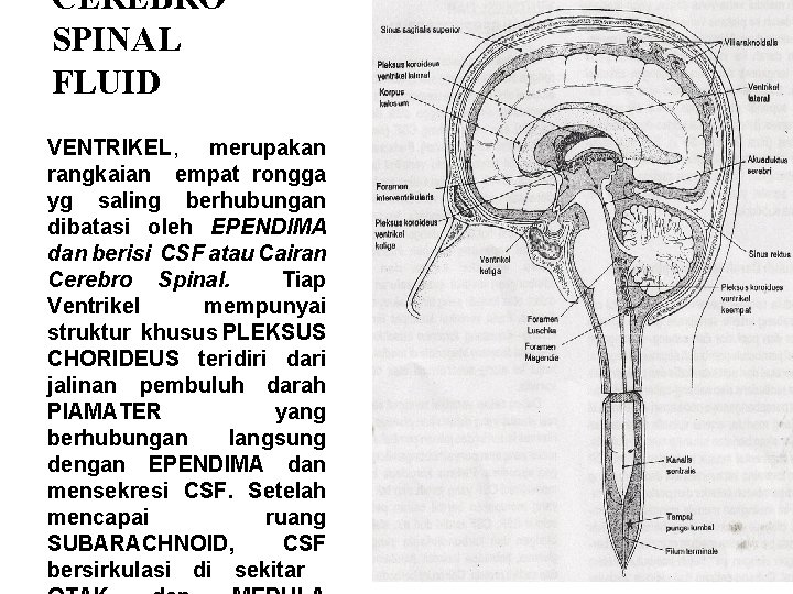 CEREBRO SPINAL FLUID VENTRIKEL, merupakan rangkaian empat rongga yg saling berhubungan dibatasi oleh EPENDIMA
