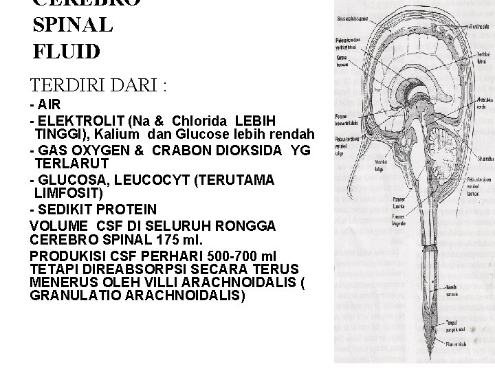 CEREBRO SPINAL FLUID TERDIRI DARI : - AIR - ELEKTROLIT (Na & Chlorida LEBIH