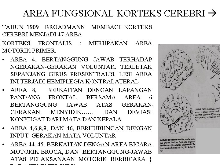 AREA FUNGSIONAL KORTEKS CEREBRI TAHUN 1909 BROADMANN MEMBAGI KORTEKS CEREBRI MENJADI 47 AREA KORTEKS