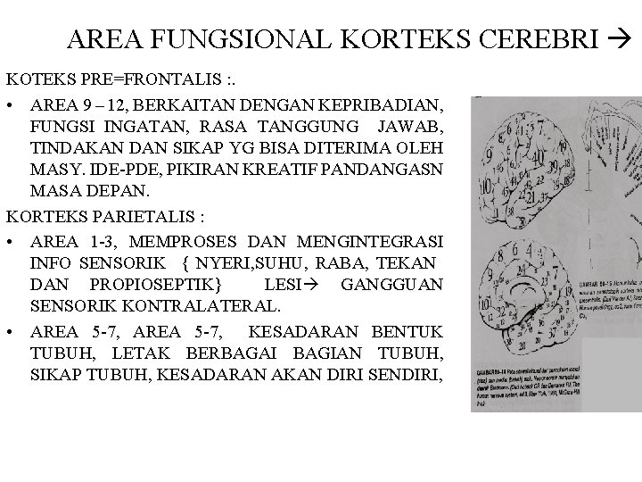 AREA FUNGSIONAL KORTEKS CEREBRI KOTEKS PRE=FRONTALIS : . • AREA 9 – 12, BERKAITAN