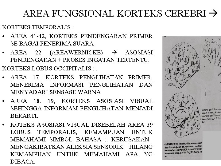 AREA FUNGSIONAL KORTEKS CEREBRI KORTEKS TEMPORALIS : • AREA 41 -42, KORTEKS PENDENGARAN PRIMER