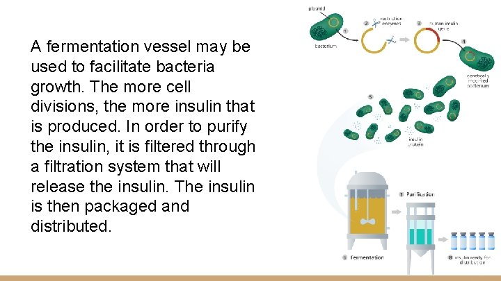 A fermentation vessel may be used to facilitate bacteria growth. The more cell divisions,