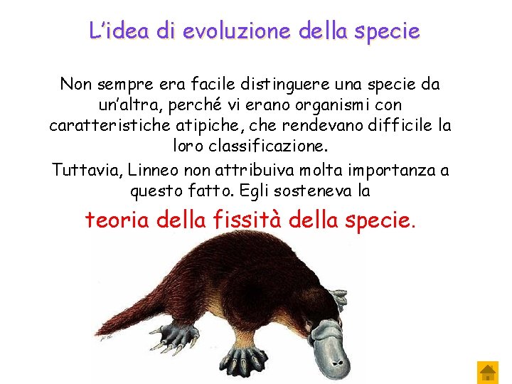 L’idea di evoluzione della specie Non sempre era facile distinguere una specie da un’altra,