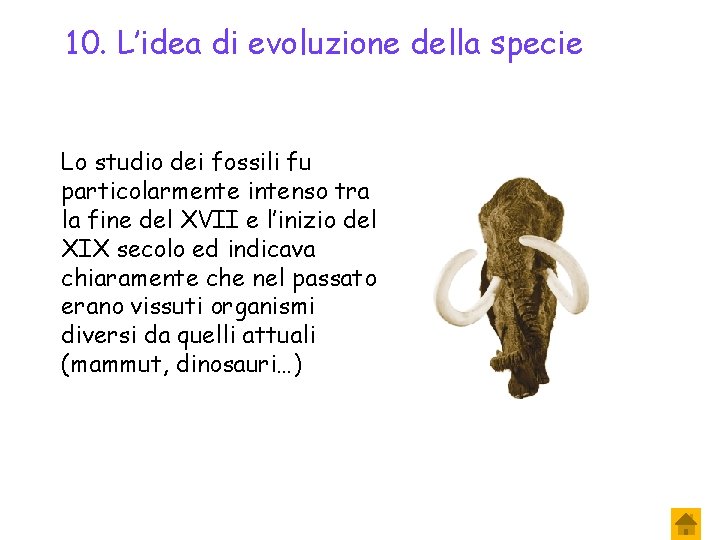 10. L’idea di evoluzione della specie Lo studio dei fossili fu particolarmente intenso tra