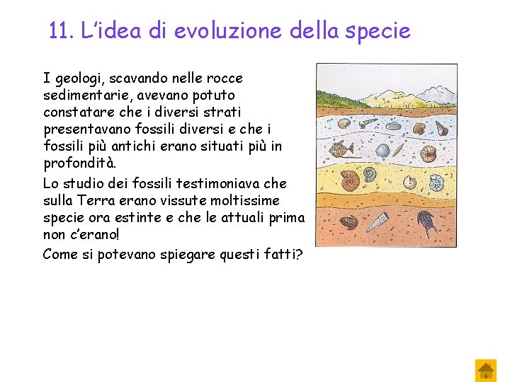 11. L’idea di evoluzione della specie I geologi, scavando nelle rocce sedimentarie, avevano potuto