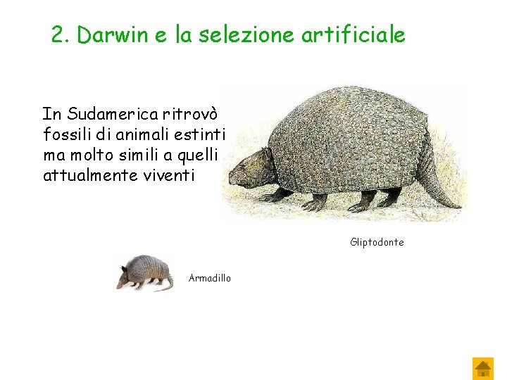 2. Darwin e la selezione artificiale In Sudamerica ritrovò fossili di animali estinti ma