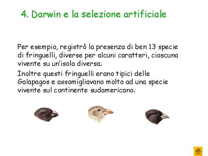 4. Darwin e la selezione artificiale Per esempio, registrò la presenza di ben 13