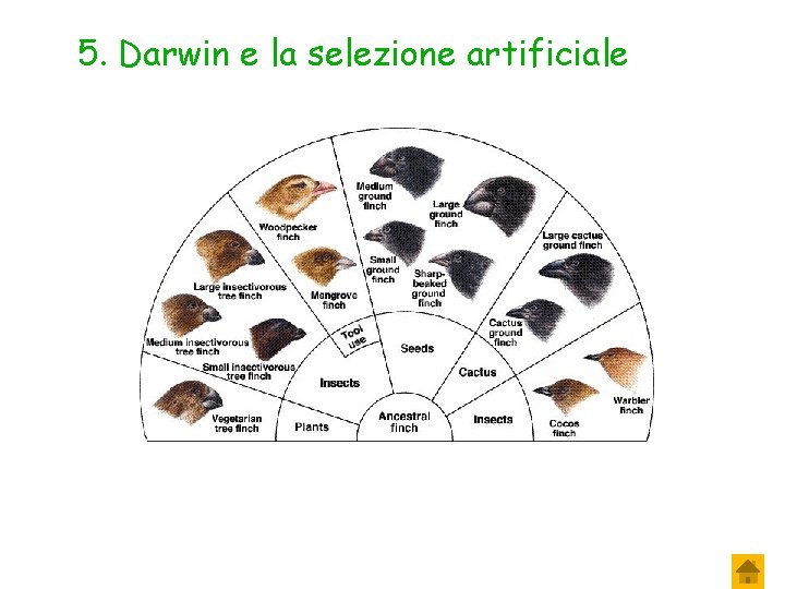 5. Darwin e la selezione artificiale 