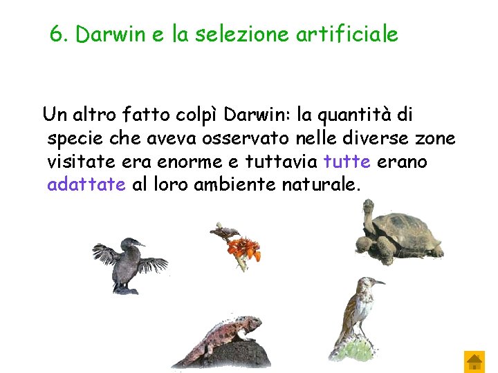 6. Darwin e la selezione artificiale Un altro fatto colpì Darwin: la quantità di