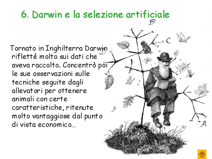 6. Darwin e la selezione artificiale Tornato in Inghilterra Darwin rifletté molto sui dati