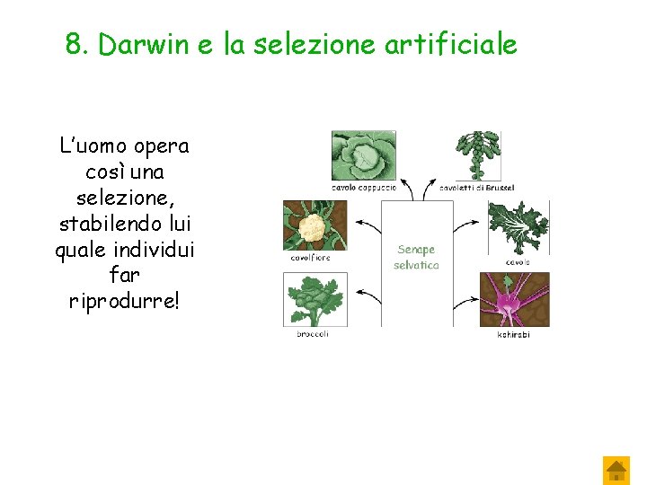 8. Darwin e la selezione artificiale L’uomo opera così una selezione, stabilendo lui quale