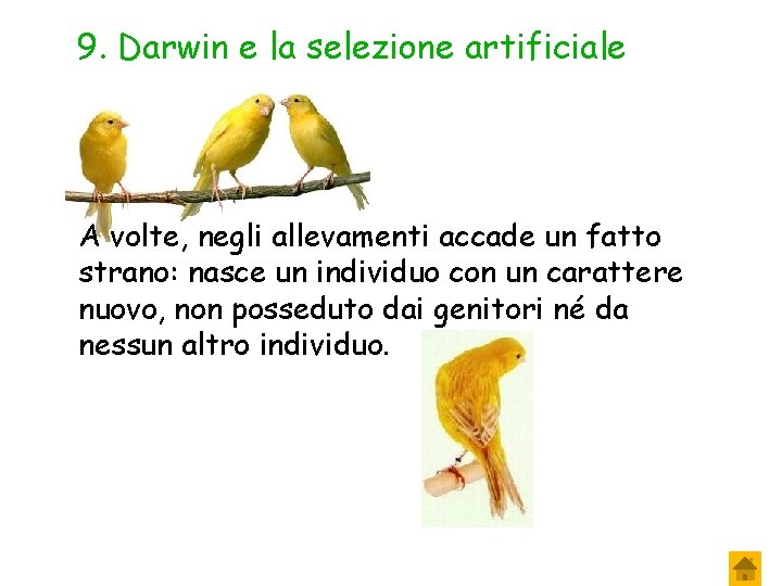 9. Darwin e la selezione artificiale A volte, negli allevamenti accade un fatto strano: