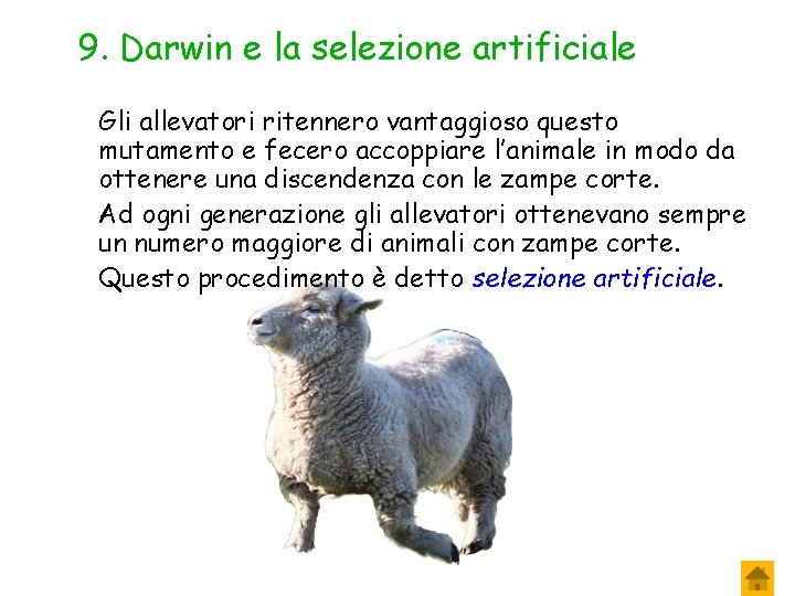 9. Darwin e la selezione artificiale Gli allevatori ritennero vantaggioso questo mutamento e fecero